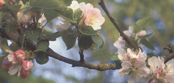 Pommier